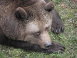 Náchodská medvědice Dáša (foto NPÚ)