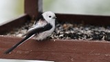 Ptačí hodinka: Mlynařík dlouhoocasý, foto Sylva Firlová (Česká společnost ornitologická)